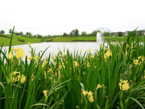 rice_rice_park_today_1
